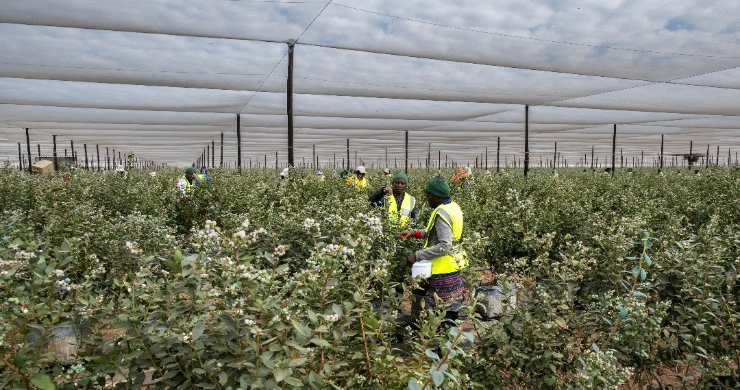 Erntehelferinnen und Erntehelfer pflücken Blaubeeren zwischen den Reihen unter den Schattiernetzen bei Namibia Berries