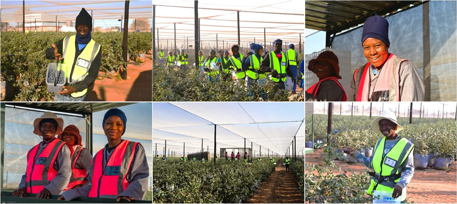 Namibia Berries pickers harvesting blueberries under the nets during the first harvest season