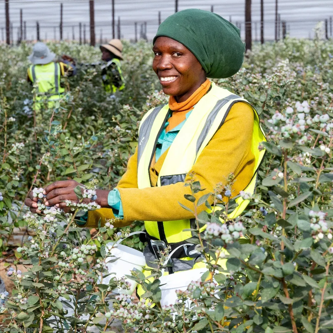 A smiling picker in a high-visibility vest harvesting blueberries at Namibia Berries
