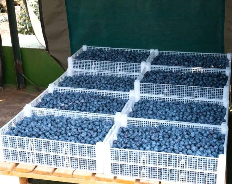 Harvest 2025