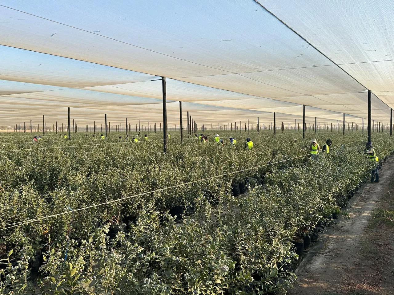 Harvest