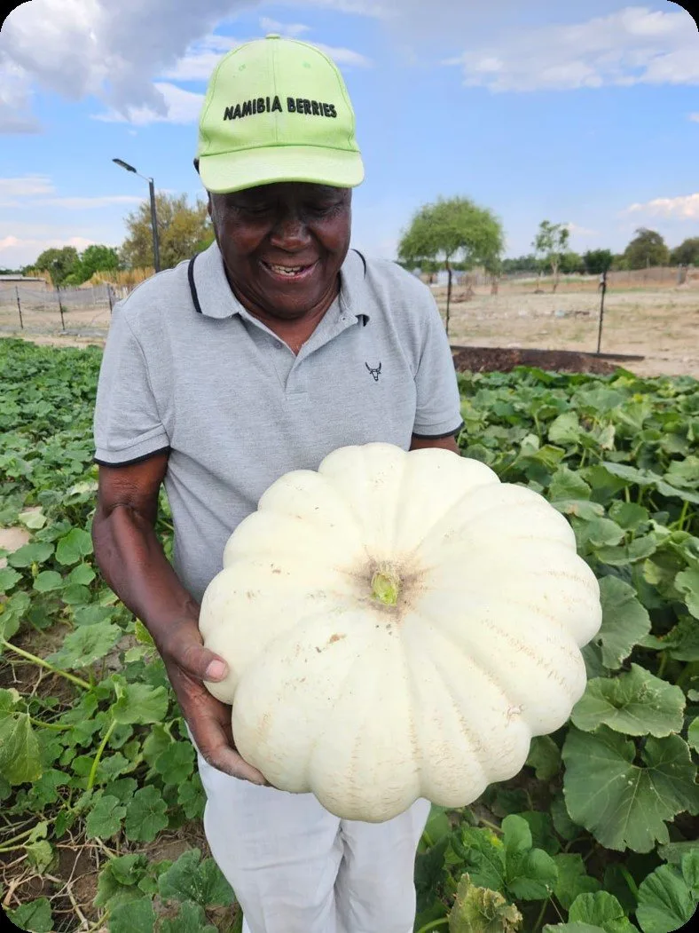A smiling farmer holds a large white pumpkin in a vegetable field