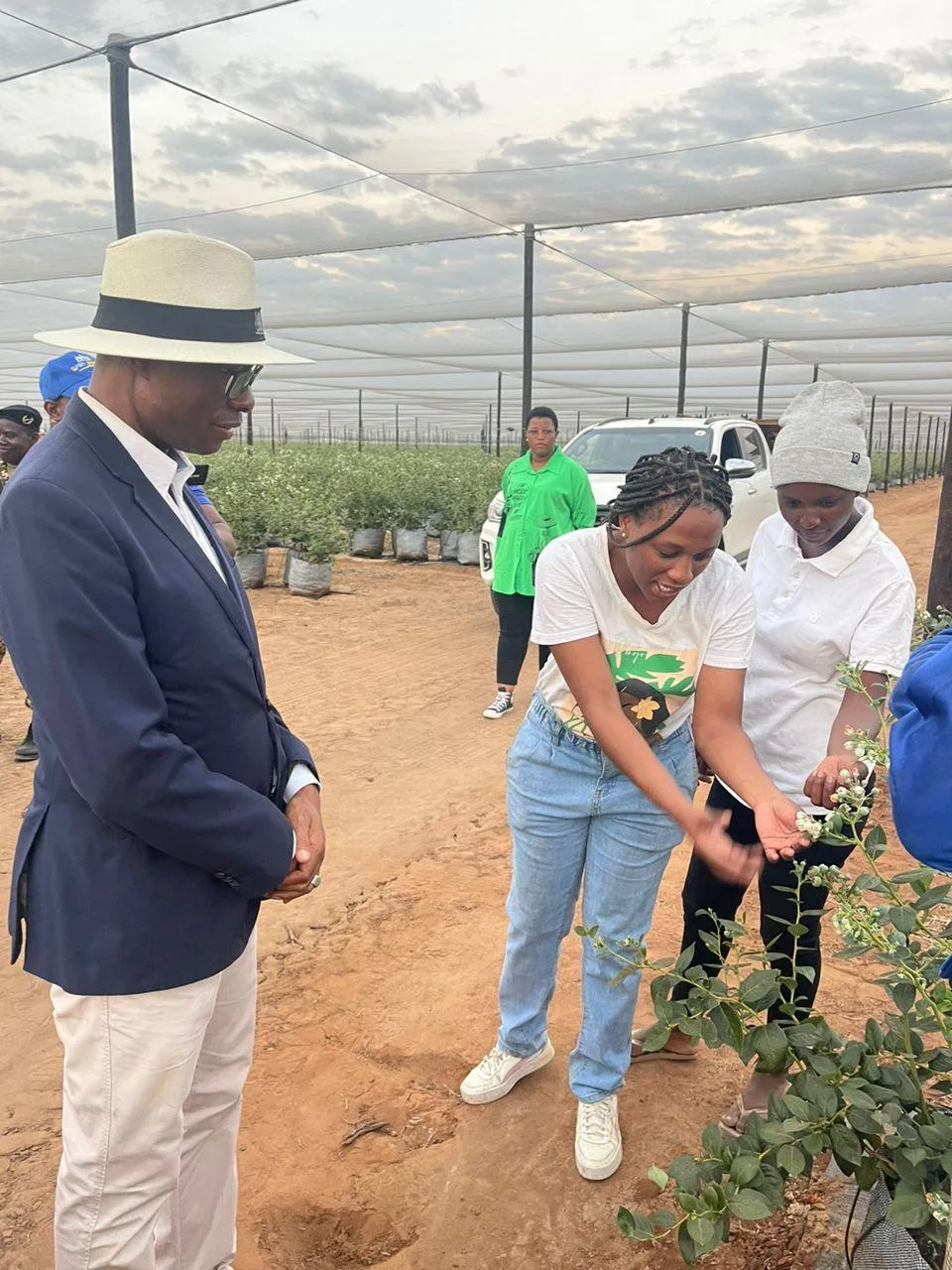 Guests inspecting young blueberry plants under the shade netting