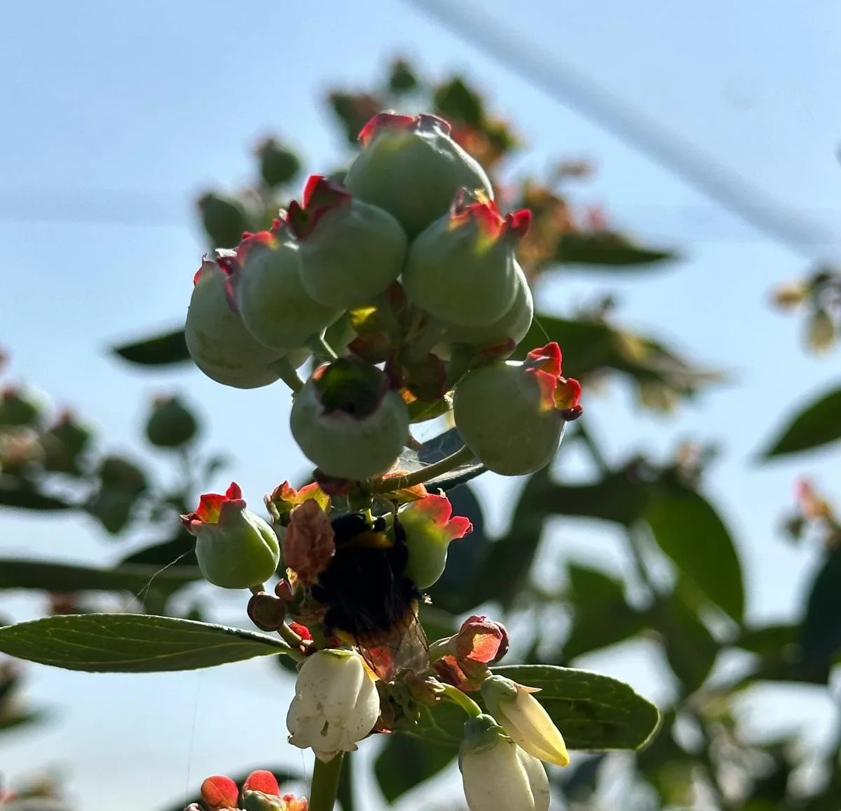 Farm life at Namibia Berries