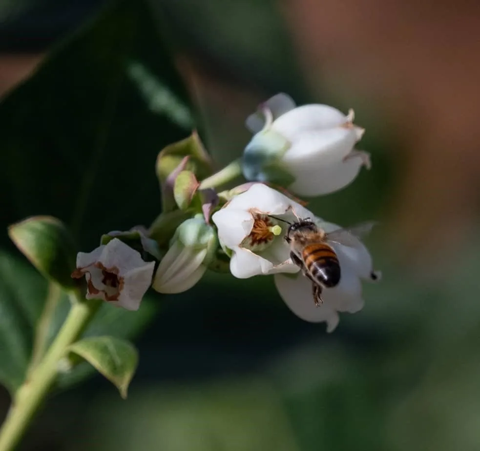 On the Namibia Berries farm