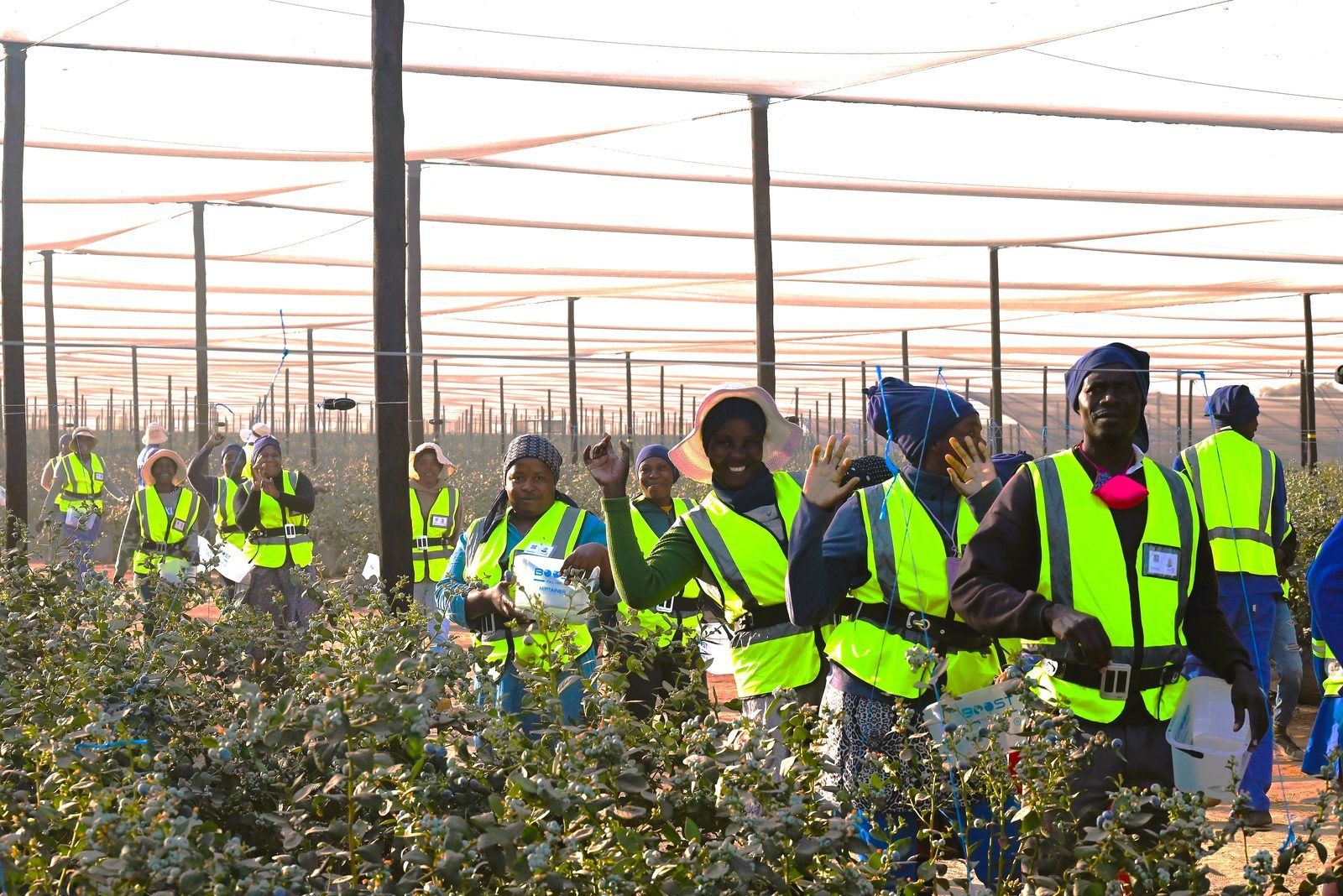 Das Erntteam von Namibia Berries winkt zwischen den Blaubeerreihen