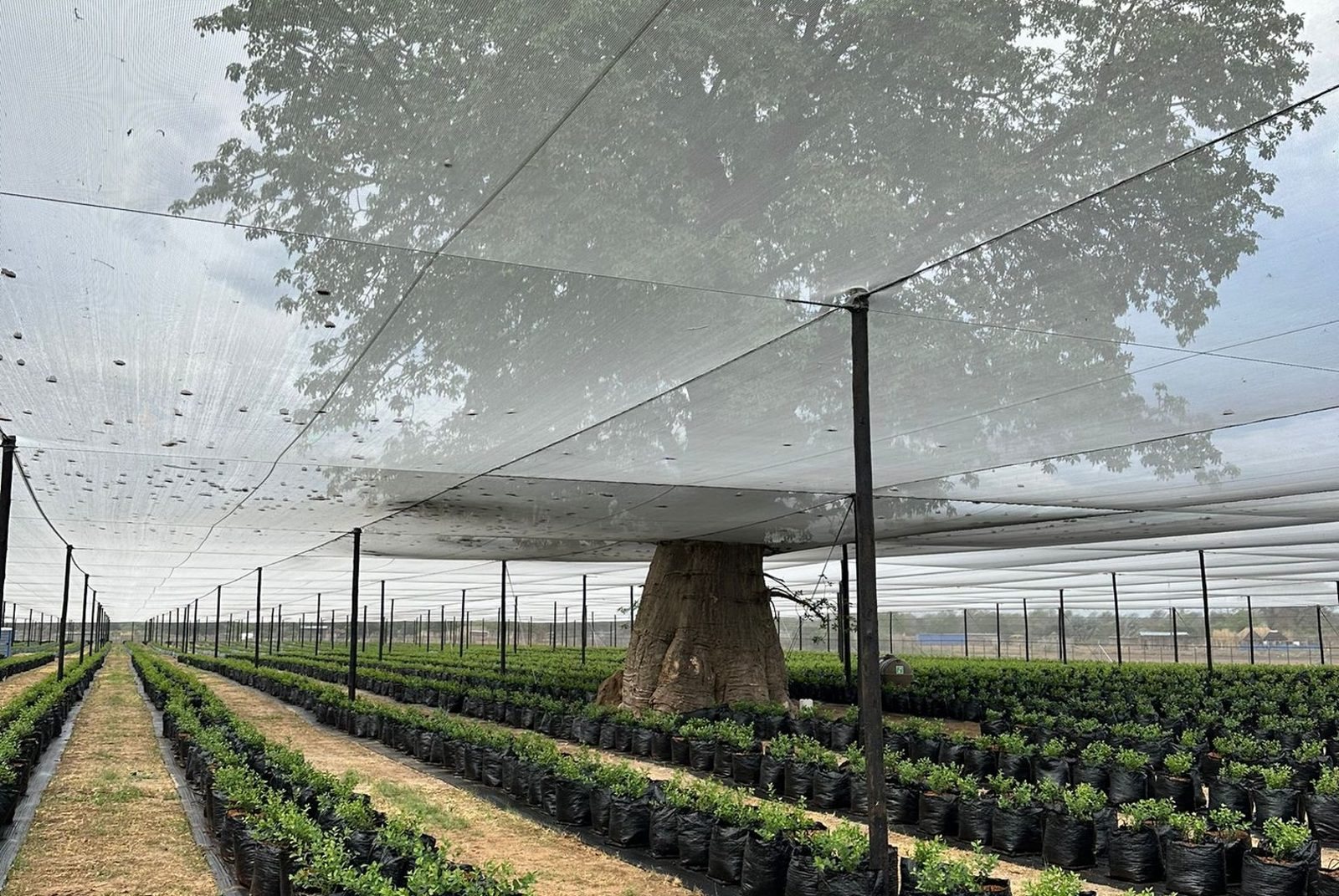A protected baobab tree growing among young blueberry plants under the farm nets